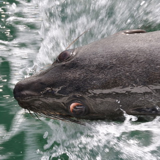 Walvisbay - Sea lion